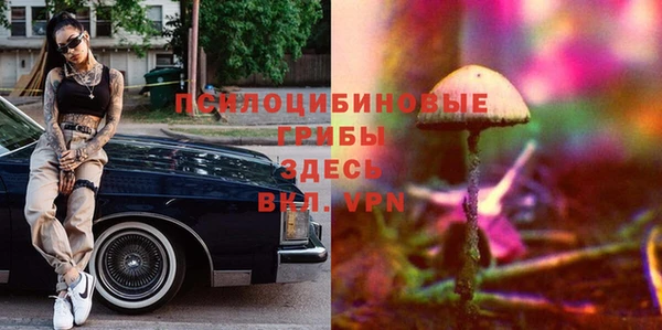 ГАЛЛЮЦИНОГЕННЫЕ ГРИБЫ Тайга